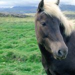 Wild IJslands paard